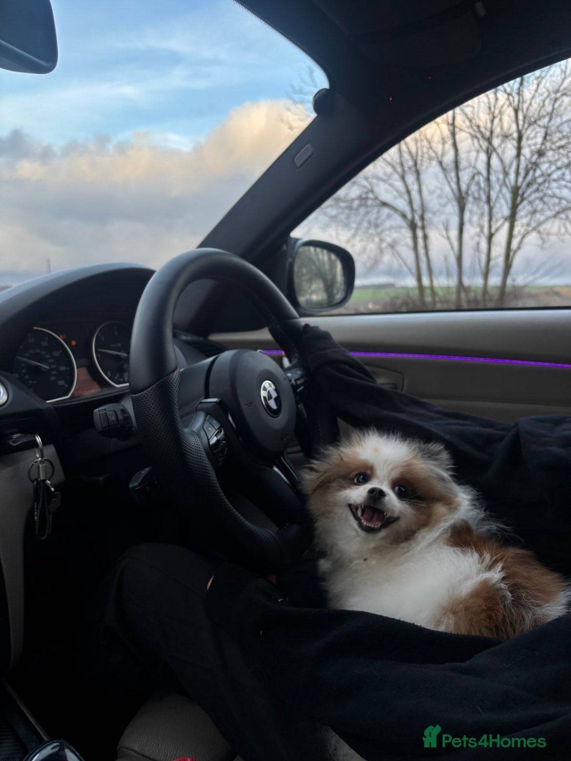 Pomeranian dogs This is coco - Advert 1