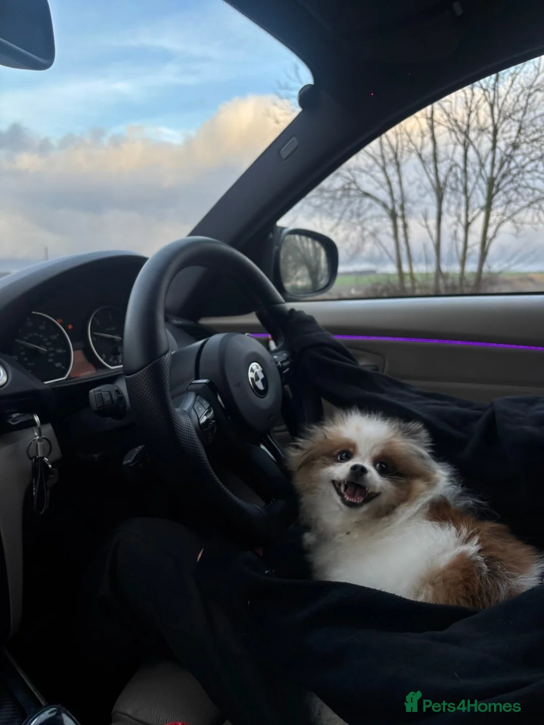Pomeranian dogs for sale: This is coco in Grantham - Advert 1