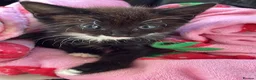 Mixed Breed cats for sale: Beautiful kittens for sale  - Advert 6