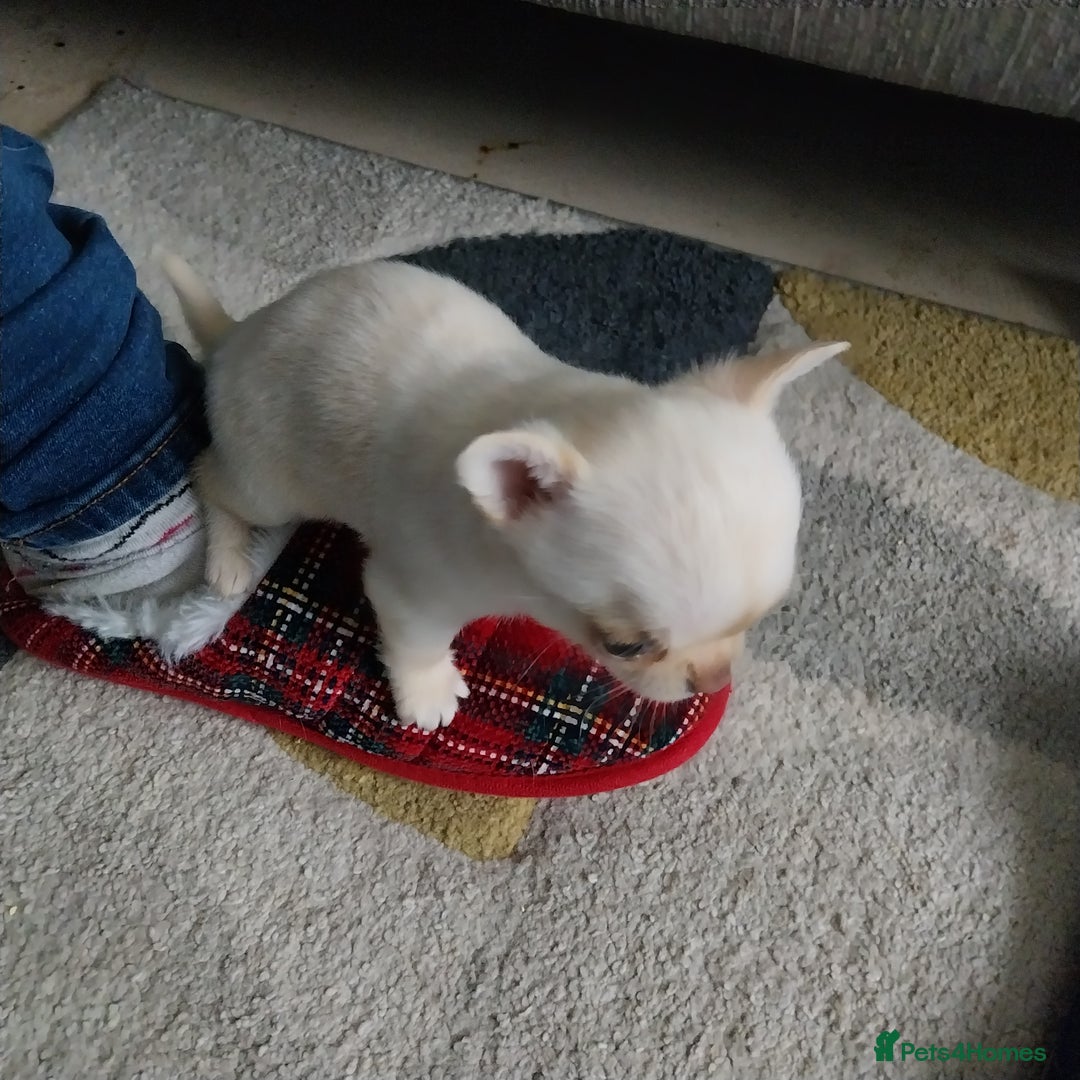 Chihuahua dogs for sale: Chihuahua puppies  - Advert 10