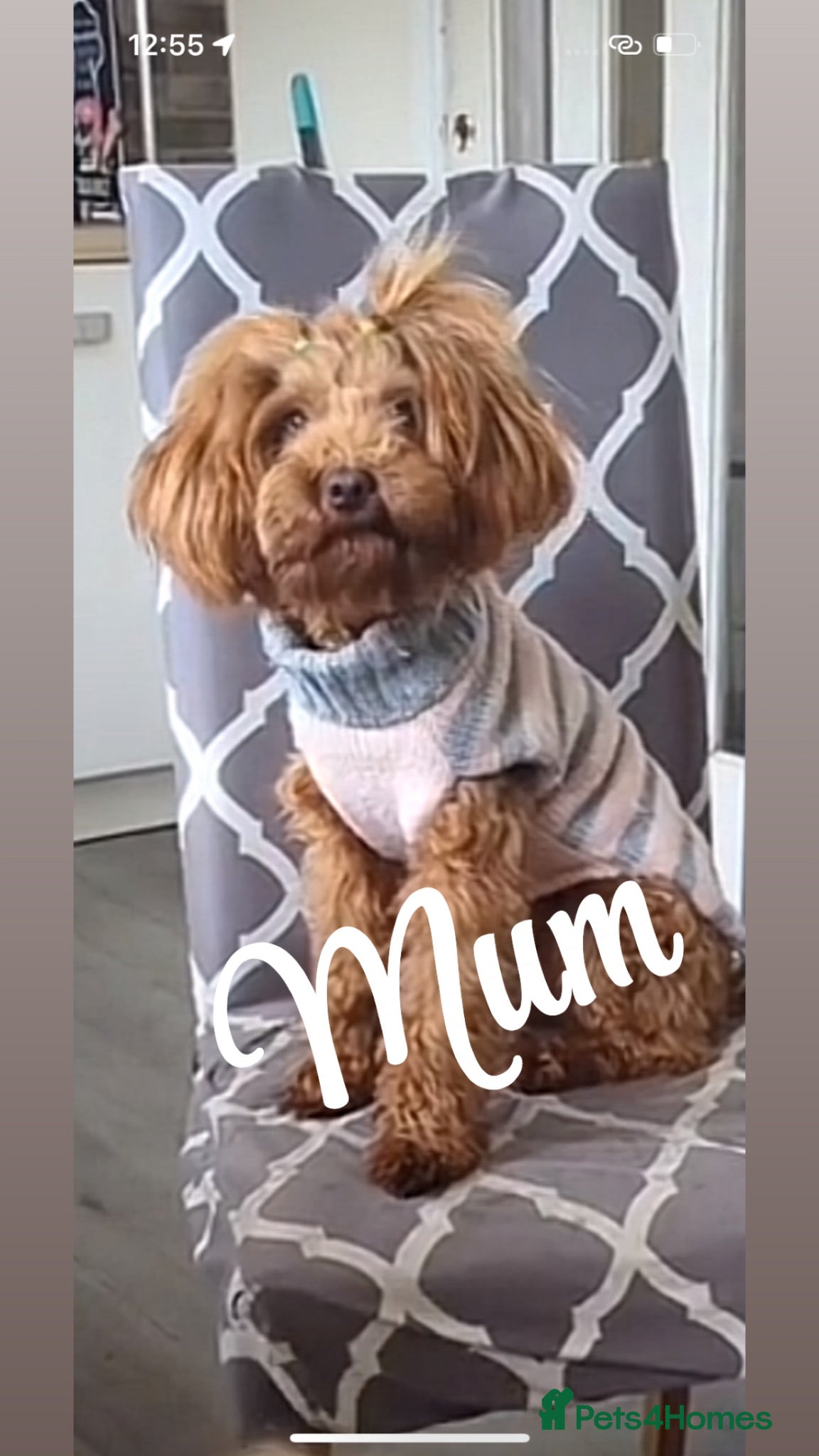 Maltipoo dogs 🧸Adorable Asian teddy face toy malti poo baby’s🧸 - Advert 6