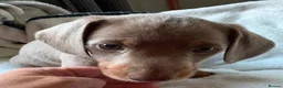 Miniature Dachshund dogs for sale: Stunning rare colours miniature dachshunds  - Advert 21