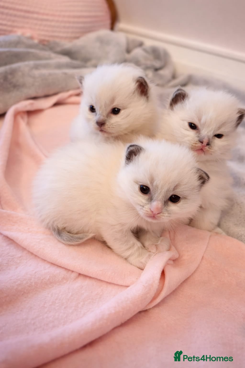 Ragdoll cats GCCF Ragdoll kittens Blue & Lilac - Advert 2