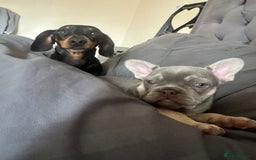 Dachshund dogs for sale: Miniature daschund and Isabella Frenchie  - Image 1