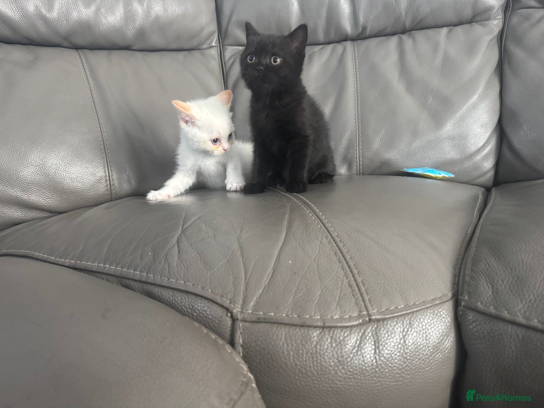 British Shorthair cats for sale: Stunning British shorthair kittens  - Image 4