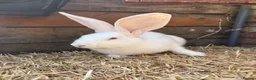 Continental Giant rabbits for sale: Continental giant babies available  - Advert 2