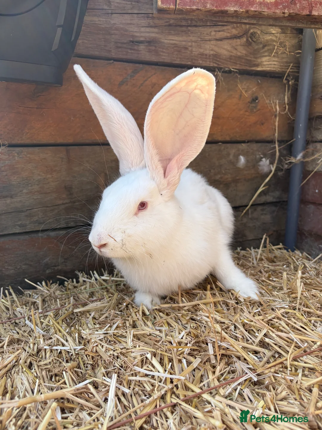 Continental Giant rabbits for sale: Continental giant babies available  - Advert 2