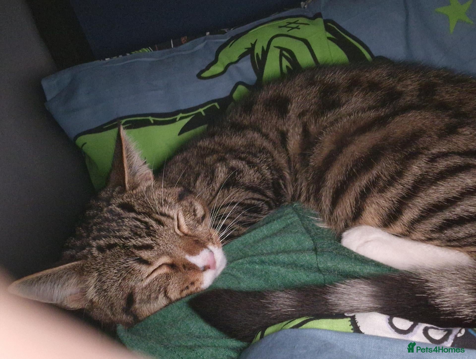 Mixed Breed cats for sale: Male cat (Tigger) - Advert 3
