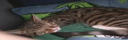 Mixed Breed cats for sale: Male cat (Tigger) in Bishop Auckland - Advert 1