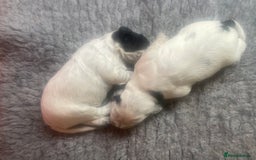 Cocker Spaniel dogs for sale:  2 Beautiful working cocker spaniel pups for sale. - Image 14