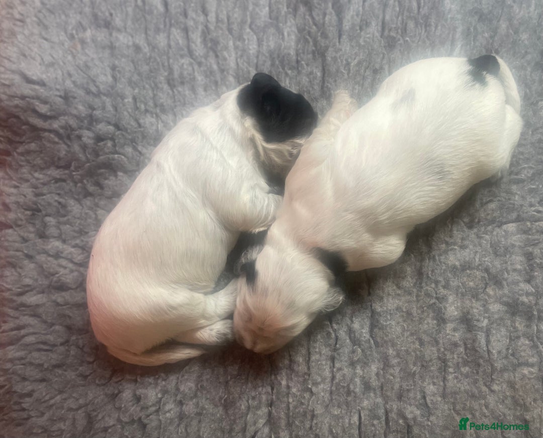 Cocker Spaniel dogs for sale:  2 Beautiful working cocker spaniel pups for sale. - Image 14