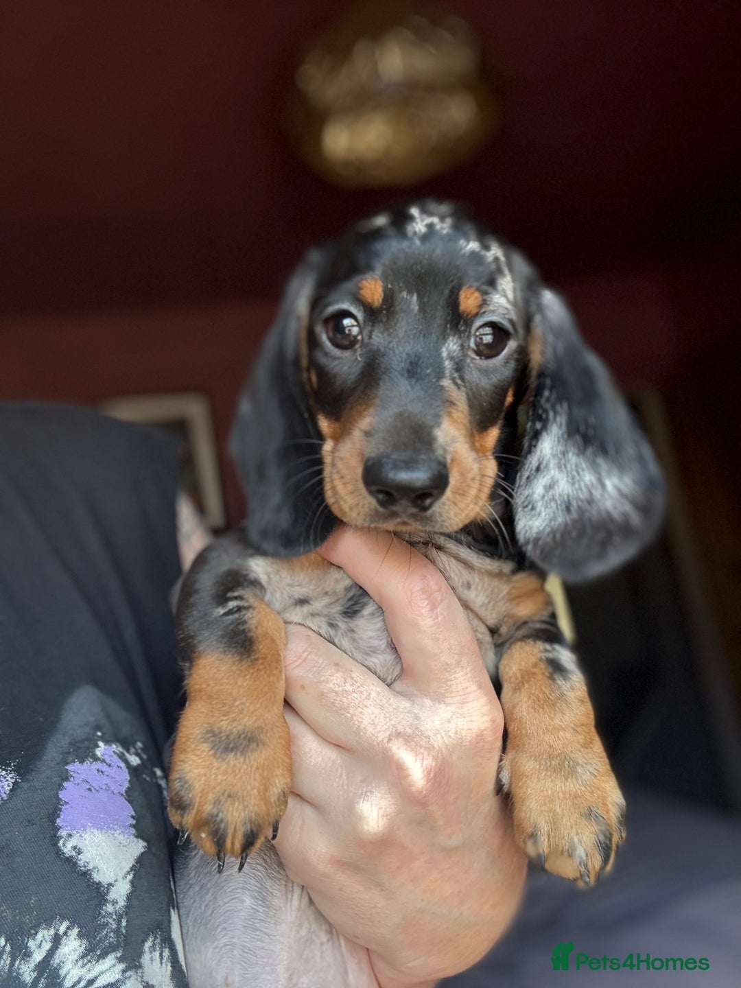 Dachshund dogs for sale: Kc reg first vac chipped licensed bundles of love  - Image 9