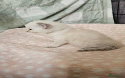 Ragdoll cats for sale: Female Blue Point Ragdolls  - Image 7