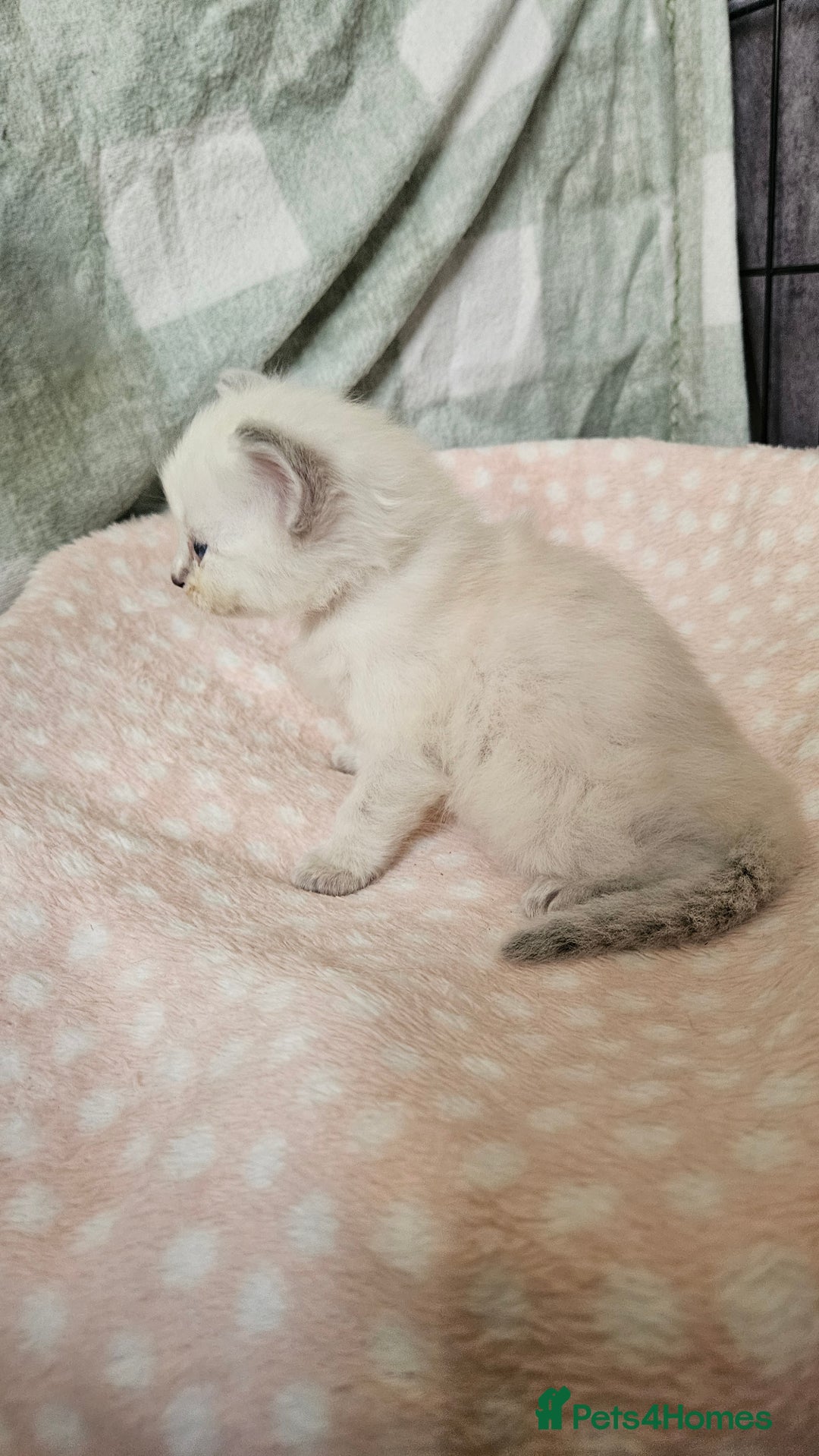 Ragdoll cats for sale: Female Blue Point Ragdolls  - Image 7