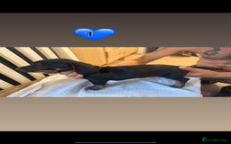 Dachshund dogs for sale: 4 Dachshund puppies for sale  - Image 1