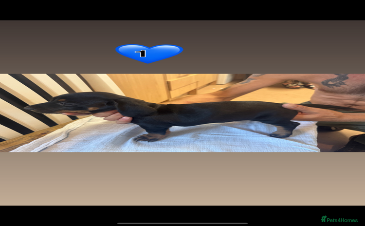 Dachshund dogs - Advert 1