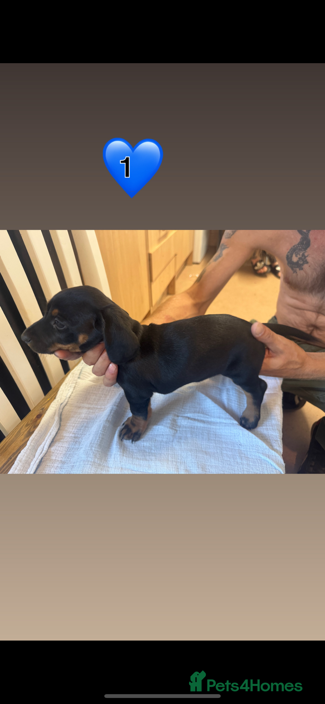 Dachshund dogs for sale: 4 Dachshund puppies for sale  - Image 1