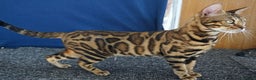 Bengal cats for sale: Superb Active Reg Bengal Girl - Advert 2