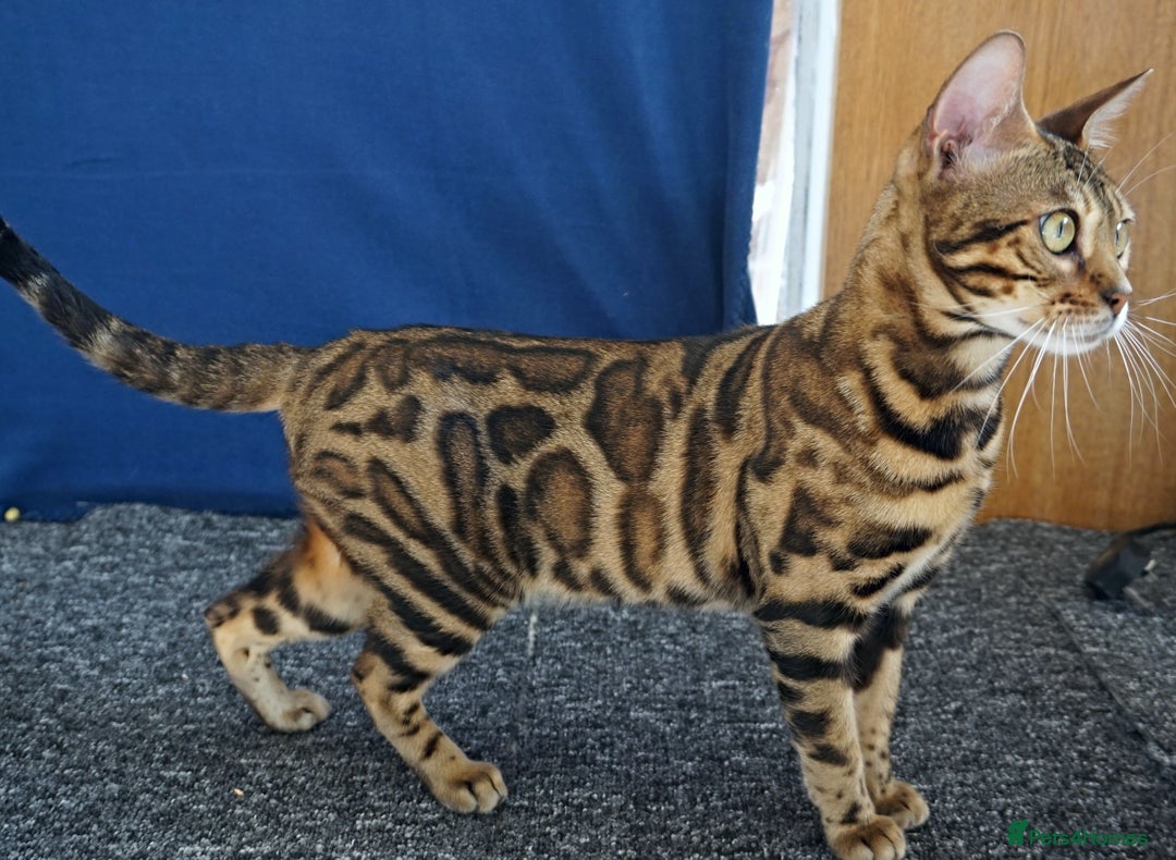 Bengal cats for sale: Superb Active Reg Bengal Girl - Advert 2