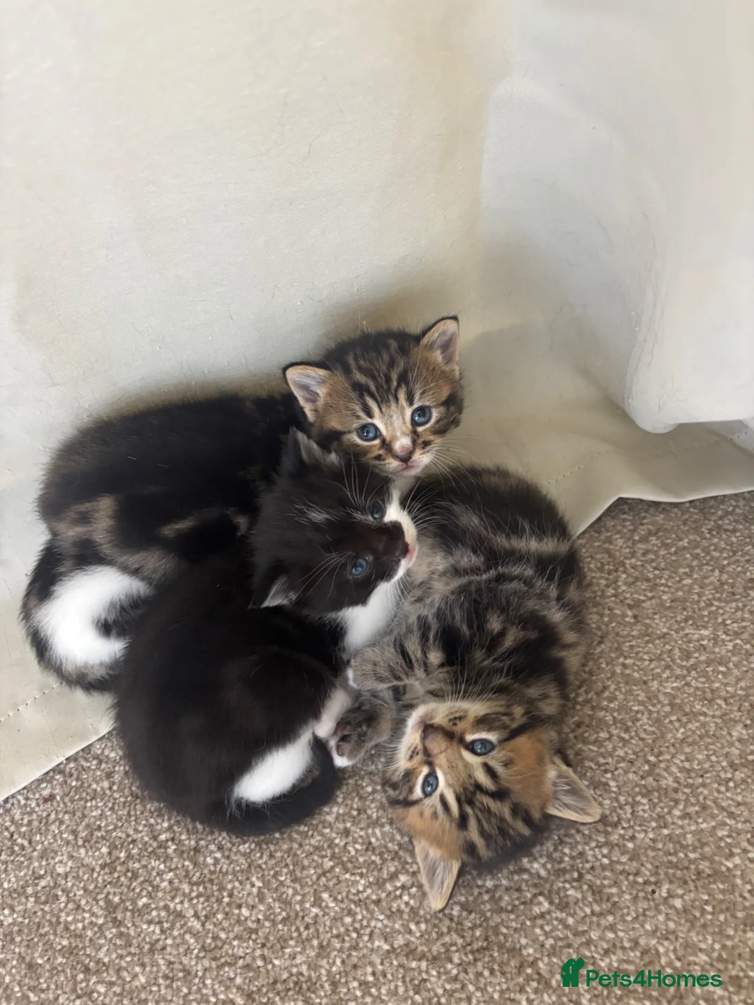 British Shorthair cats for sale: TWO MALE KITTENS LEFT - Advert 1