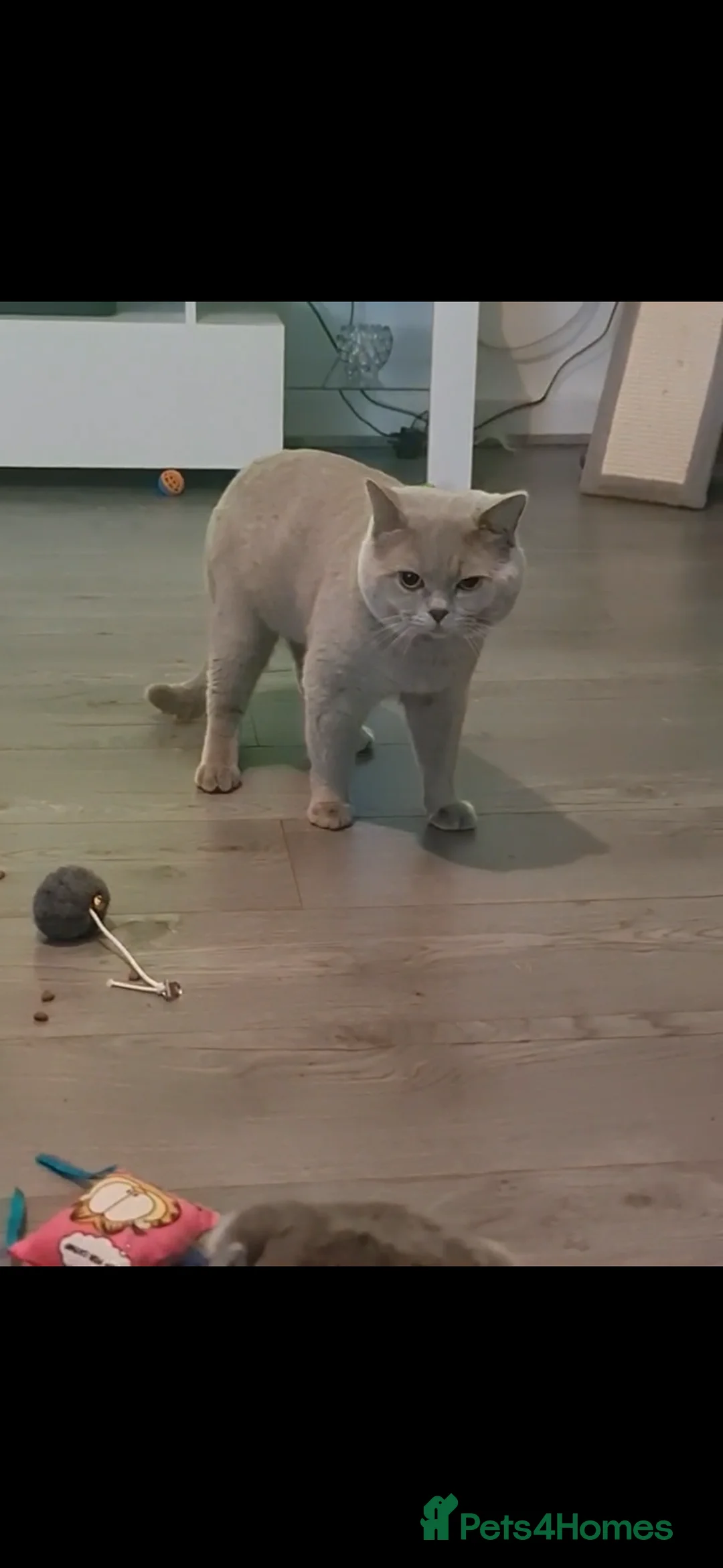 British Shorthair cats for sale: British shorthair/scottish fold - Advert 8