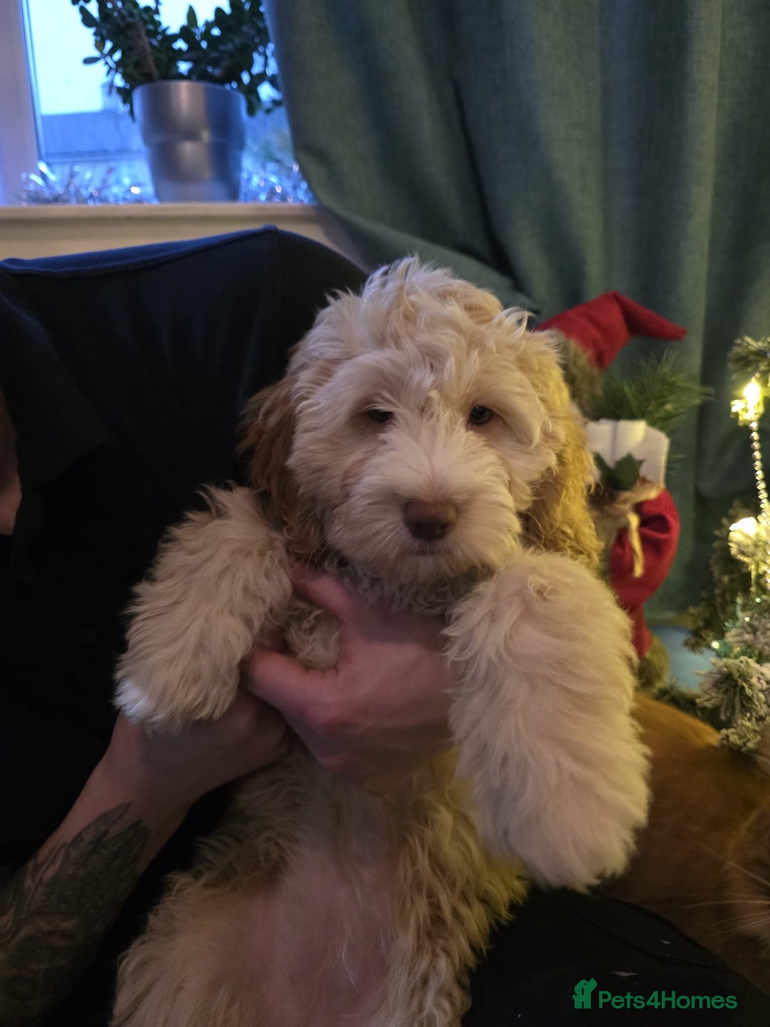 Cockapoo dogs for sale: Cockapoo female puppy - Advert 1