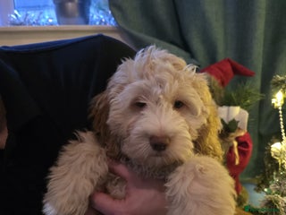 Cockapoo dogs Cockapoo female puppy - Advert 1