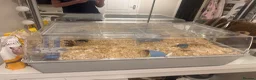 Hamster rodents for sale: Baby dwarf hamster  - Advert 3