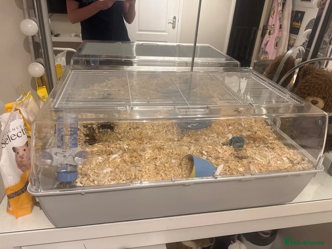 Hamster rodents for sale: Baby dwarf hamster  - Advert 3