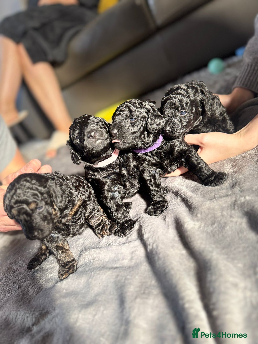 Cockapoo dogs for sale: Gorgeous F1B cockapoo  - Image 10
