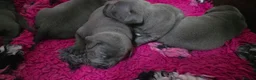 Staffordshire Bull Terrier dogs for sale: Beautiful Staffordshire Bull Terrier Puppies  - Advert 5