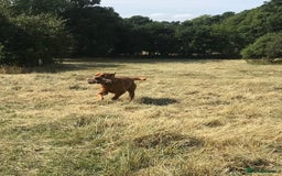 Labrador Retriever dogs for stud: Fox Red Labrador for Stud in Ashford - Image 3