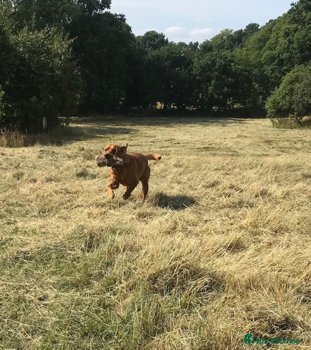 Labrador Retriever dogs for stud: Fox Red Labrador for Stud in Ashford - Image 3