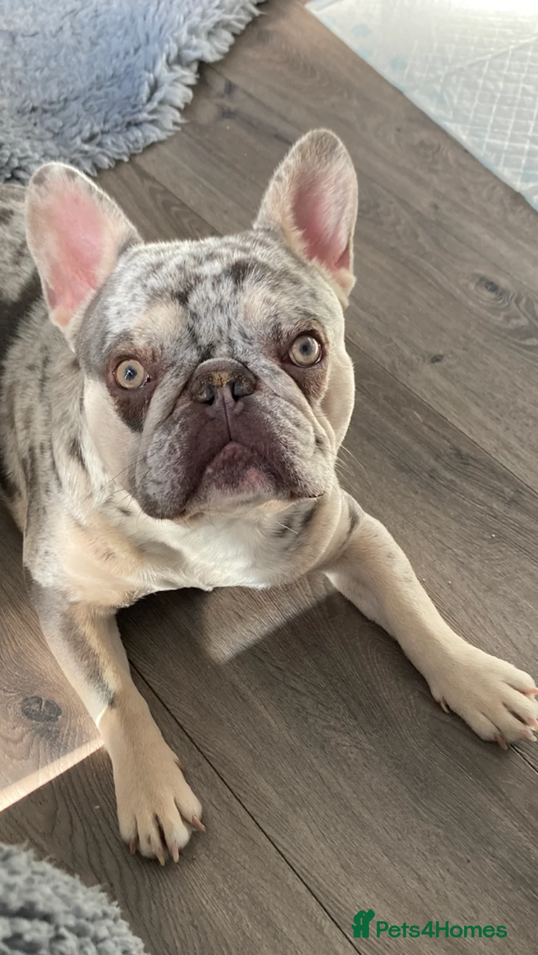 French Bulldog dogs for stud: Lilac merle French bulldog for stud  in Stevenage - Advert 4