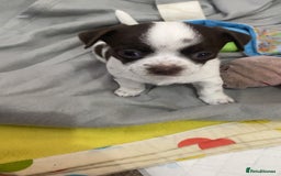 Chihuahua dogs for sale: Chihuahua - Full breed puppies - Image 24