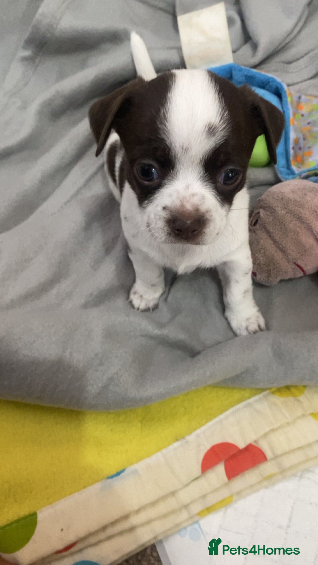 Chihuahua dogs for sale: Chihuahua - Full breed puppies - Image 24
