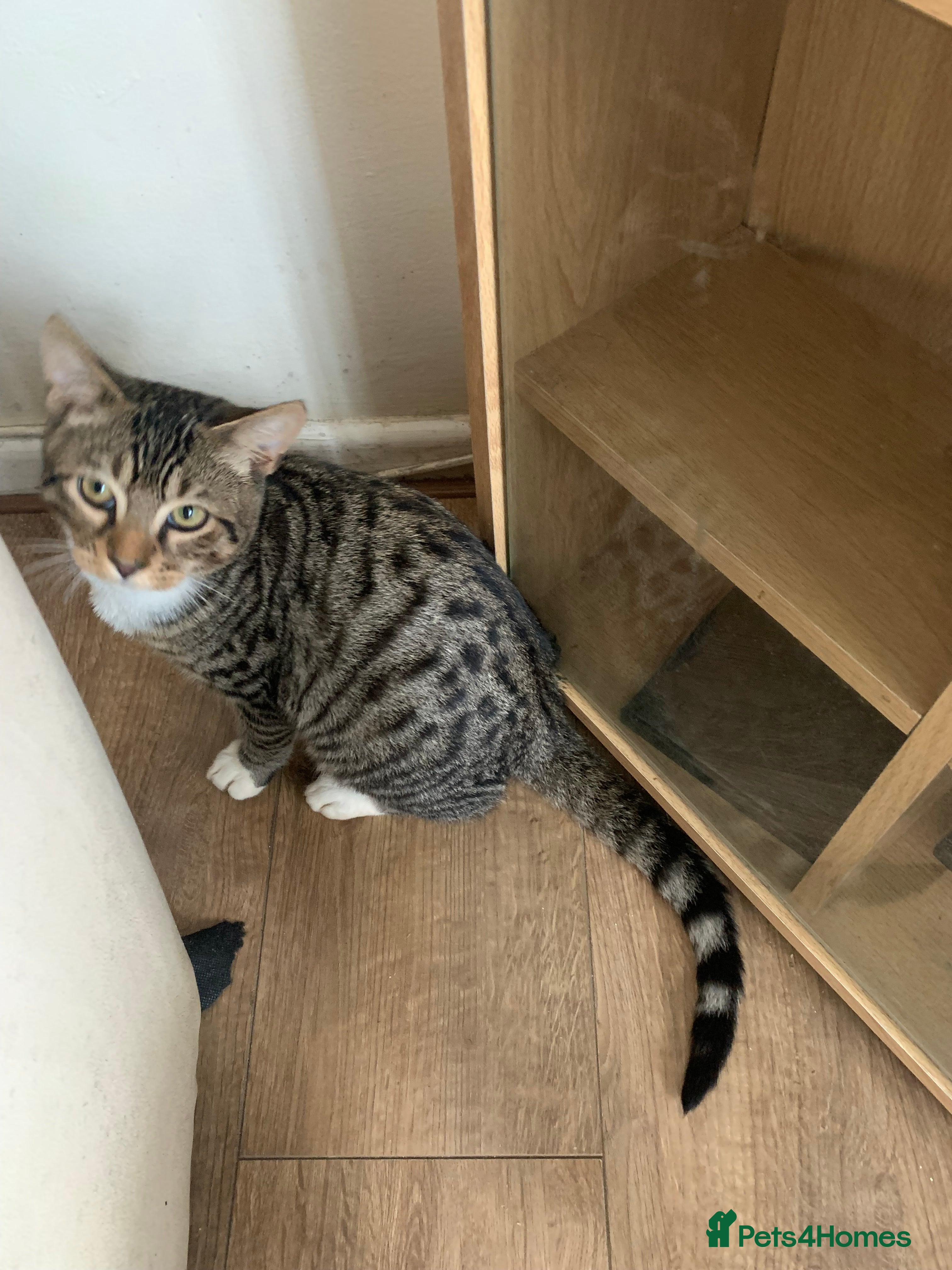 British Shorthair cats Smokey in Shaftesbury - Advert 2