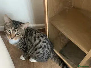 British Shorthair cats Smokey in Shaftesbury - Advert 2