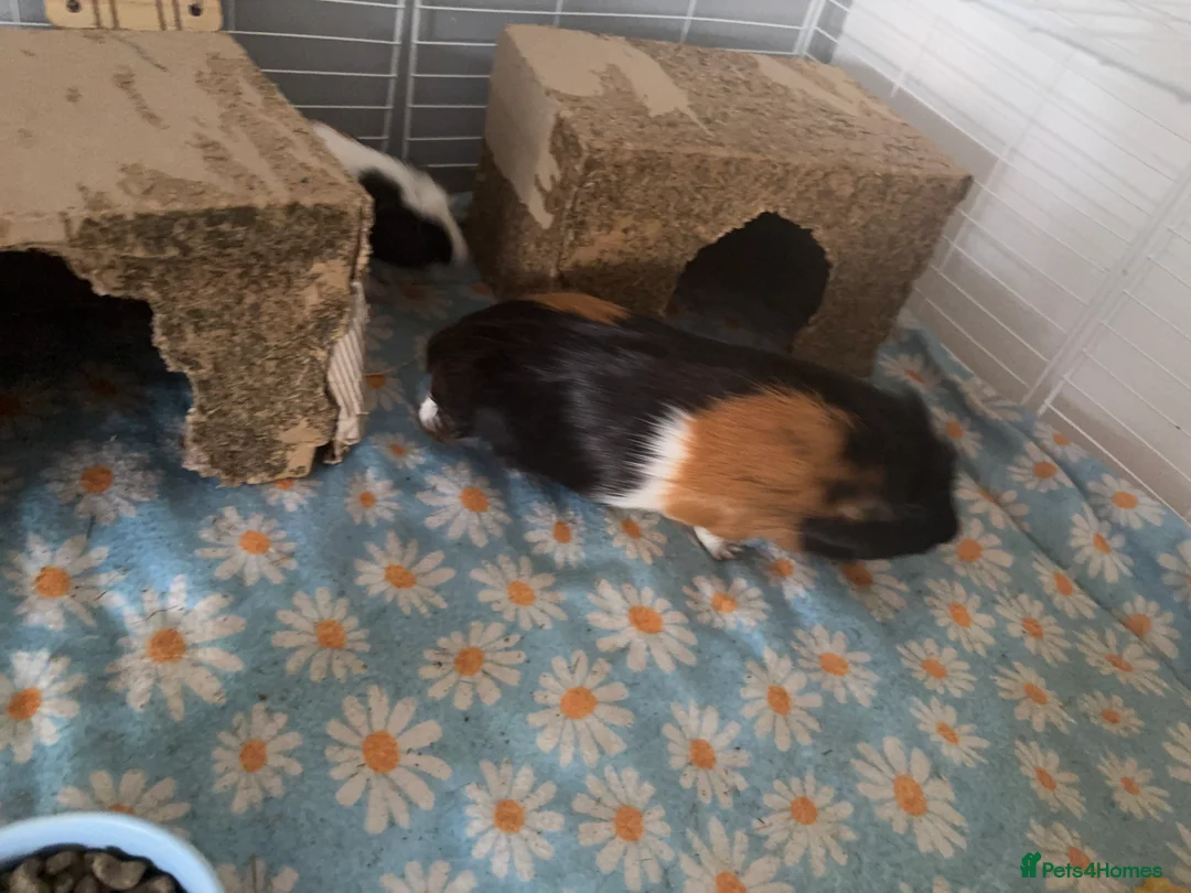 Guinea Pig rodents for sale: 2 male guinea pigs in Chelmsford - Advert 5