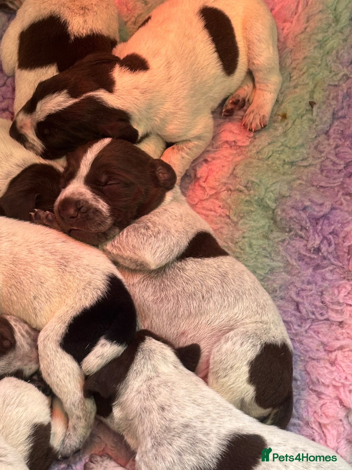 German Shorthaired Pointer dogs German Shorthaired pointer 5* licenced breeder - Advert 6