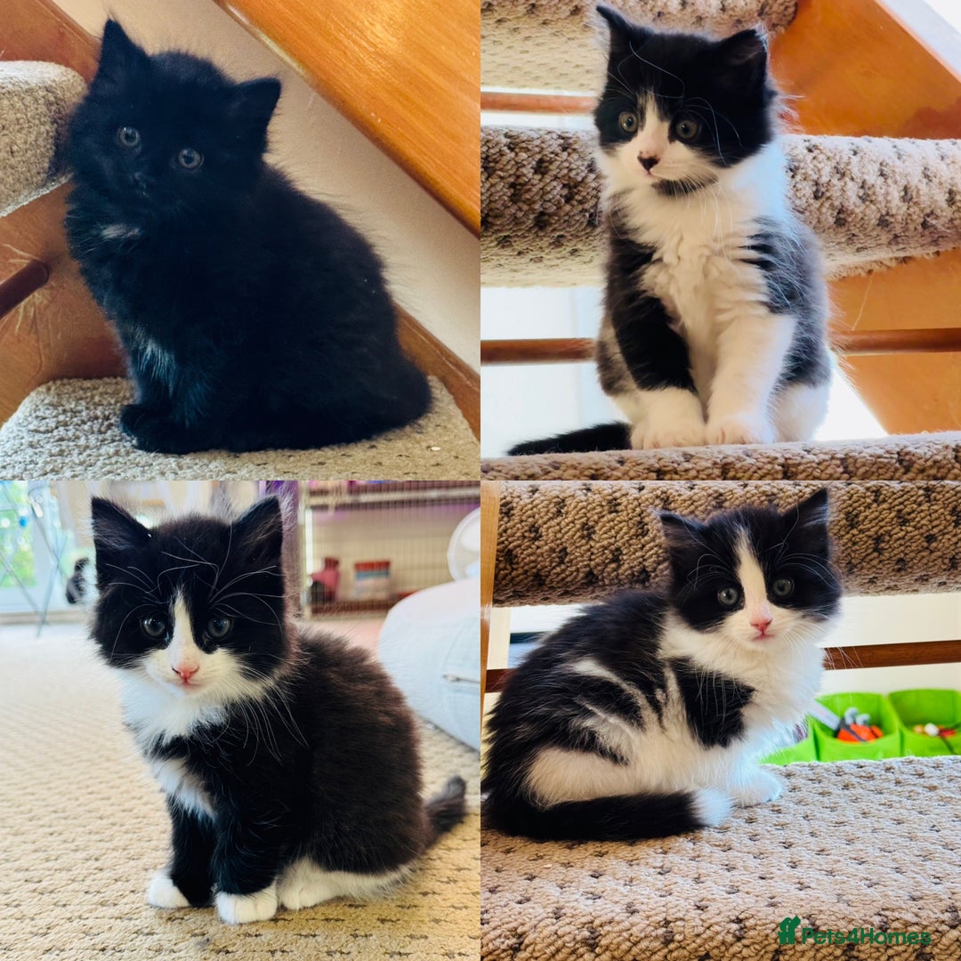 Mixed Breed cats for sale: Beautiful longhair kittens for sale - Advert 1