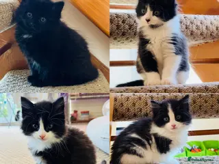 Mixed Breed cats Beautiful longhair kittens for sale - Advert 15
