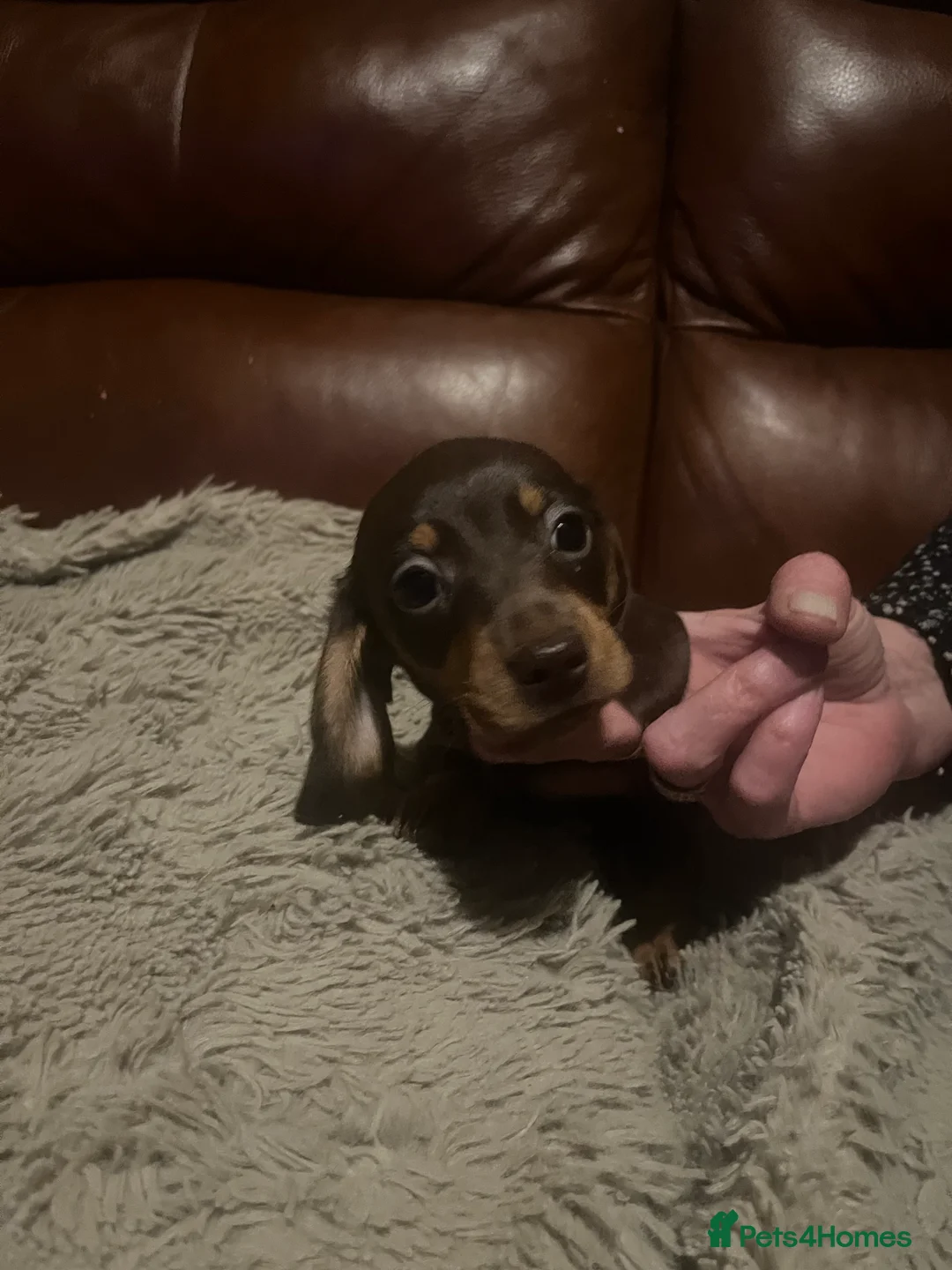 Miniature Dachshund dogs for sale: miniature dachshunds - Advert 2