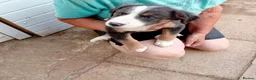 Border Collie dogs for sale: Bevy of Beautiful Border Collies in Worthing - Advert 5