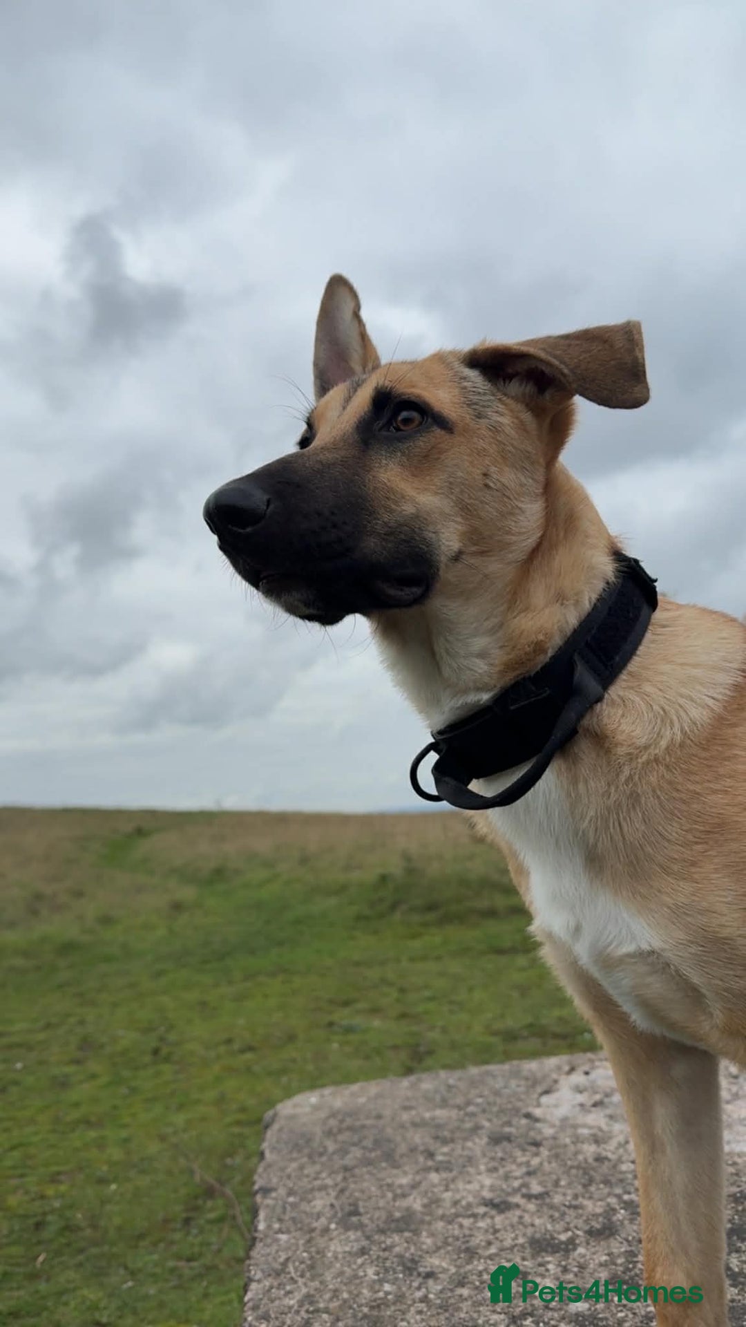 Belgian Shepherd Dog dogs for sale: Malinoise Female 9 month Old  - Advert 1