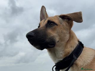 Belgian Shepherd Dog dogs Malinoise Female 9 month Old - Advert 4