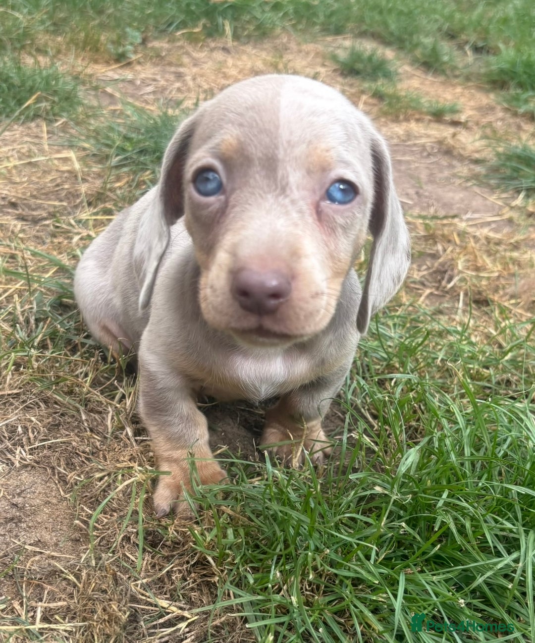 Miniature Dachshund dogs for sale: Ready soon! KC Miniature Dachshund Puppies  - Image 8