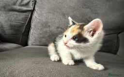 American Shorthair cats for sale: Smart stunning mixed colour kittens  - Image 10