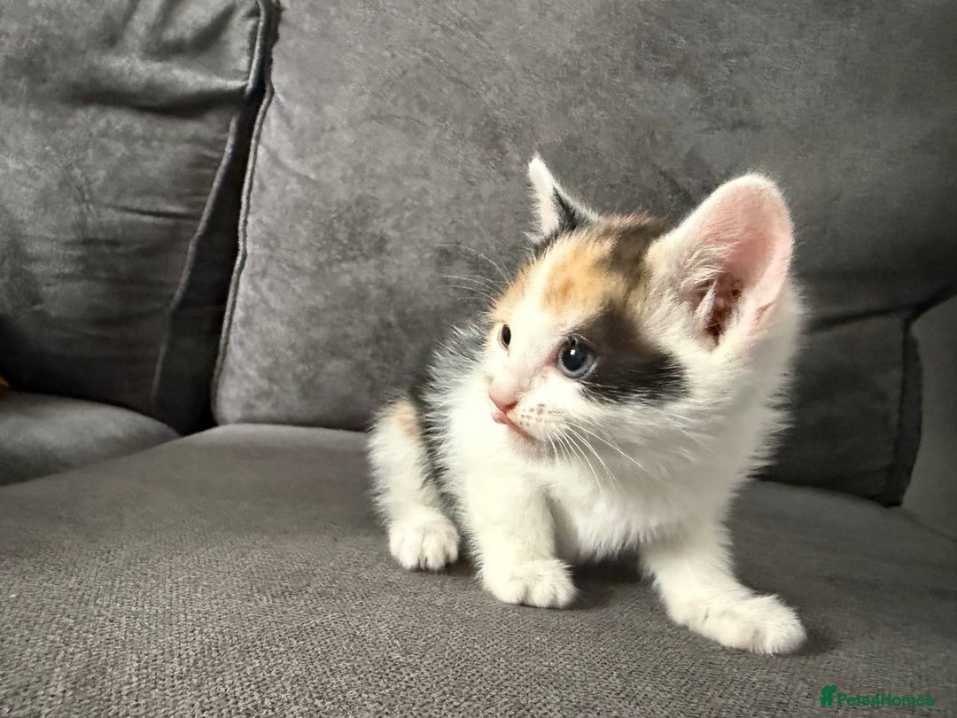 American Shorthair cats for sale: Smart stunning mixed colour kittens  - Image 10