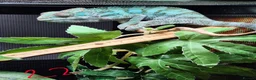 Chameleon reptiles for sale: Baby/juvenile panthers for sale. Ready to go.  - Advert 8